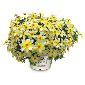 Sommerblomster fra A til B