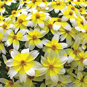 Bidens / Br&oslash;ndsel 🐝