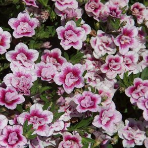 Calibrachoa / Mini Petunia