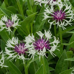 Centaurea / Bjergknopurt 🐝