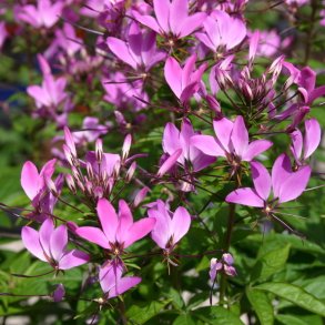 Cleome / Edderkoppeplante 🐝