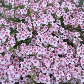 Diascia / Tvillingblomst