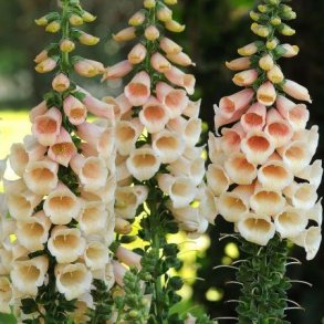 Digitalis / Fingerb&oslash;l