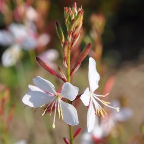 Gaura / Pragtk&aelig;rte 🐝