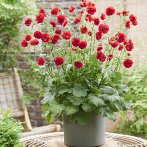 Geum / Nellikerod 🐝