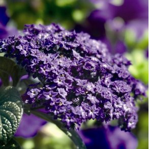 Heliotropium / Heliotrop