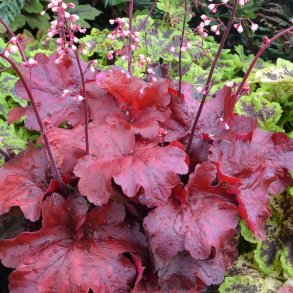Heuchera / Alunrod