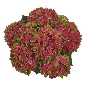 Hydrangea / Hortensia