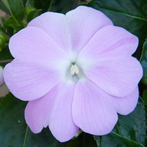 Impatiens New Guinea