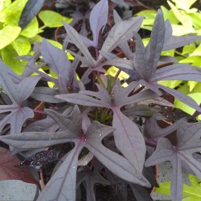 Ipomoea / S&oslash;d Kartoffel