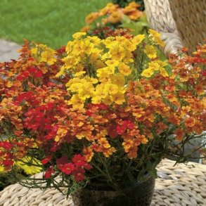 Nemesia / Sommerfugleblomst