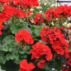 Pelargonium / Pelargonier