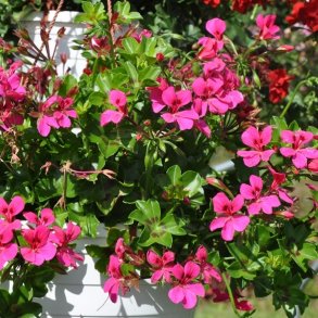 H&aelig;ngepelargonier