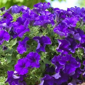 Petunia - Klassikere