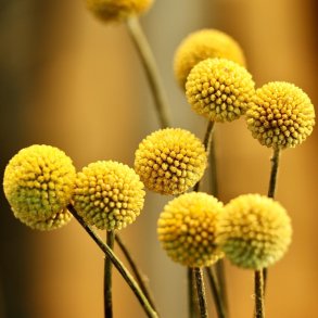 Craspedia / Trommestikker