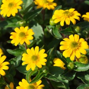 Sanvitalia / Solknap