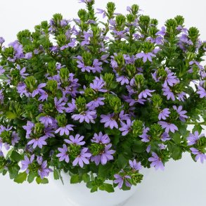 Scaevola / Fjerblomst 🐝