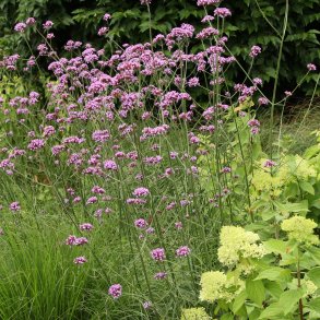 Verbena / Jernurt 🐝