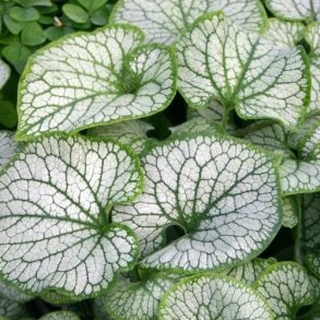 Brunnera / K&aelig;rmindes&oslash;ster 🐝