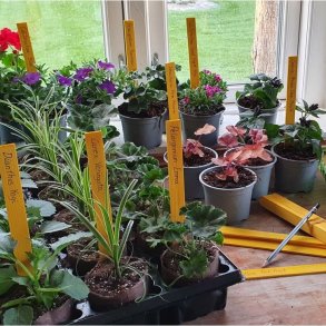 10 stk. Planteetiketter i tr�