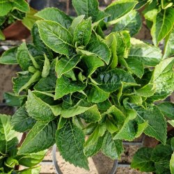 Hydrangea macrophylla Pink Sensation