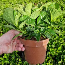 Hydrangea macrophylla Hot Red Purple