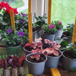 10 stk. Planteetiketter i tr�