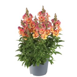 Antirrhinum majus Copper Apricote
