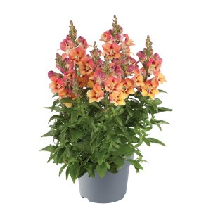 Antirrhinum majus Copper Apricote