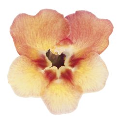 Antirrhinum majus Copper Apricote