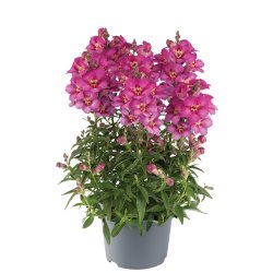 Antirrhinum majus Rose