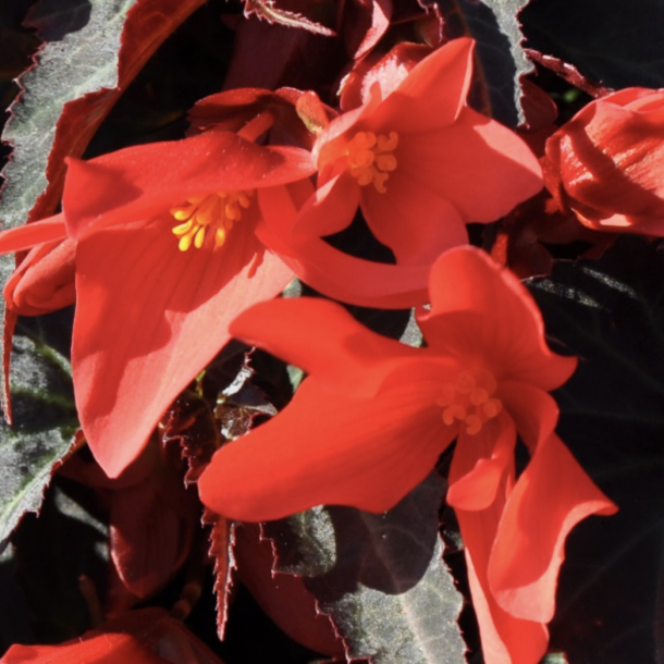 Begonia Summerwings Dark Elegance