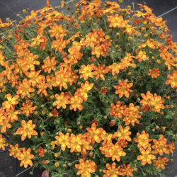 Bidens Hot and Spicy 🐝