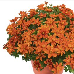 Bidens Hot and Spicy 🐝