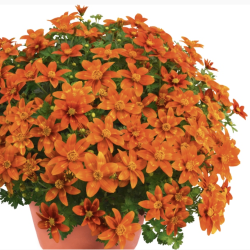 Bidens Hot and Spicy 🐝