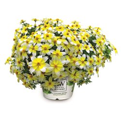 Bidens Spicy Electric White 🐝