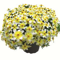 Bidens Spicy Electric White 🐝