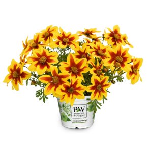 Bidens Spicy Fire 🐝