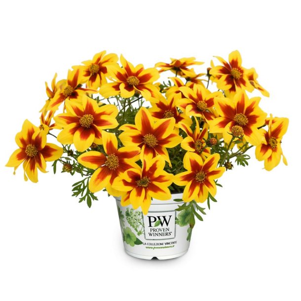 Bidens Spicy Fire &#128029;