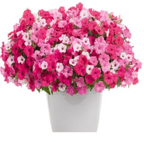 Petunia Vista TrioMio Bella