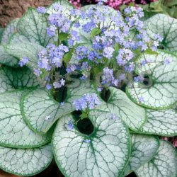 Brunnera Jack Frost 🐝