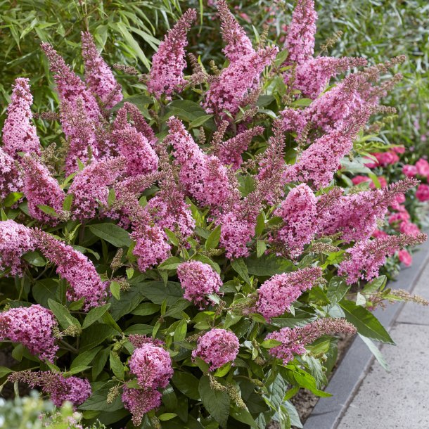 Buddleja ButterFly Candy Pink 🐝