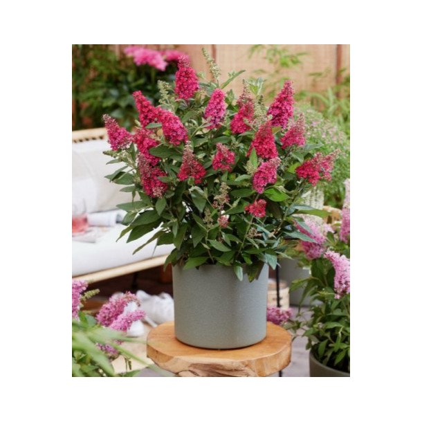 Buddleja ButterFly Candy Ruby &#128029;
