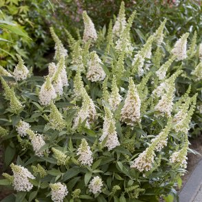 Buddleja ButterFly Candy White🐝