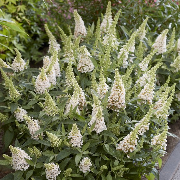 Buddleja ButterFly Candy White🐝