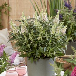 Buddleja ButterFly Candy White🐝