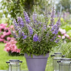 Buddleja ButterFly Candy Purple 🐝