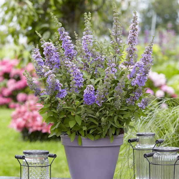 Buddleja ButterFly Candy Purple 🐝