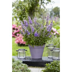 Buddleja ButterFly Candy Purple 🐝