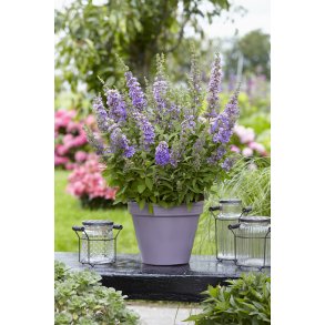 Buddleja ButterFly Candy Purple 🐝